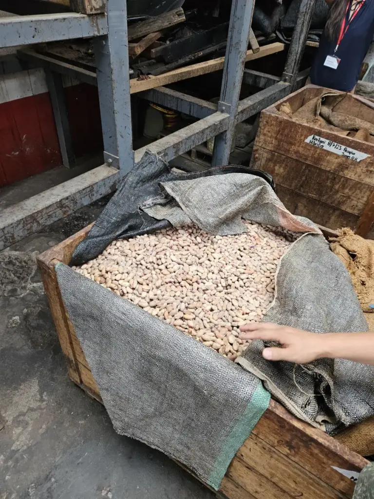 Świeże ziarna kakao pokryte białym, naturalnym miąższem w trakcie procesu fermentacji w drewnianej skrzyni